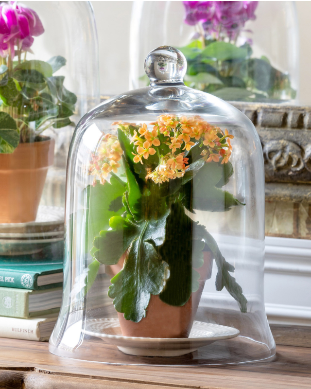 The Canton Christmas Shop Holiday Bell Jar Cloche Glass Medium Size